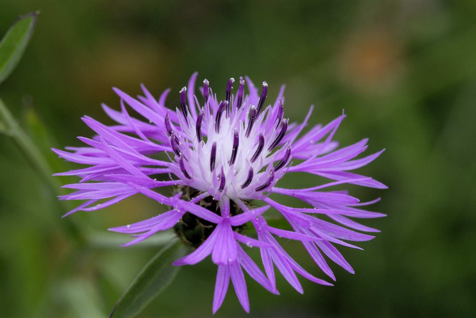 Centaurea sphaerocephala